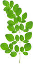 Fresh moringa leaves on a branch