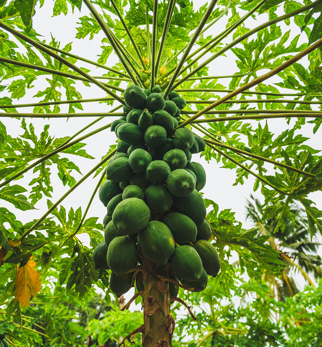 Wonder Fruit