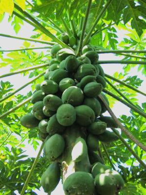 Fiber Di Digestive Gut Health and More